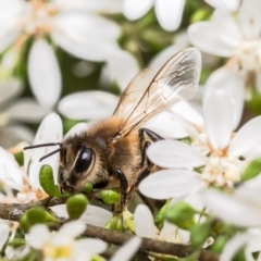 Apis mellifera (European honey bee) at Canberra Central, ACT - 12 Sep 2023 by Roger