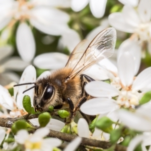 Apis mellifera at Canberra Central, ACT - 12 Sep 2023 12:11 PM