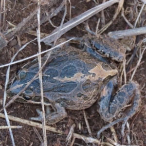 Limnodynastes tasmaniensis at Dry Plain, NSW - 19 May 2023 02:07 PM