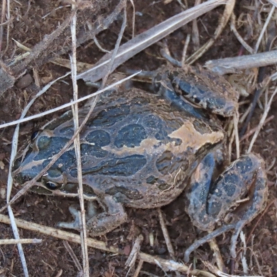 Limnodynastes tasmaniensis (Spotted Grass Frog) at Dry Plain, NSW - 19 May 2023 by AndyRoo