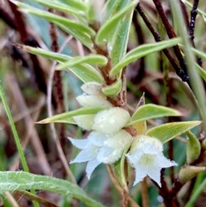 Melichrus urceolatus at Wamboin, NSW - 28 Aug 2023