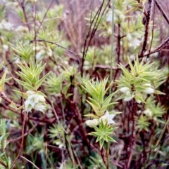 Melichrus urceolatus at Wamboin, NSW - 28 Aug 2023