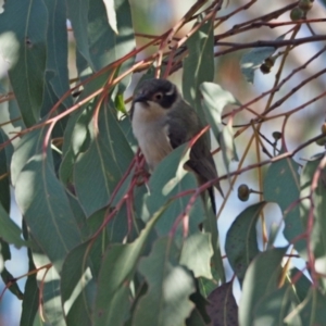 Melithreptus brevirostris at Stromlo, ACT - 12 Sep 2023