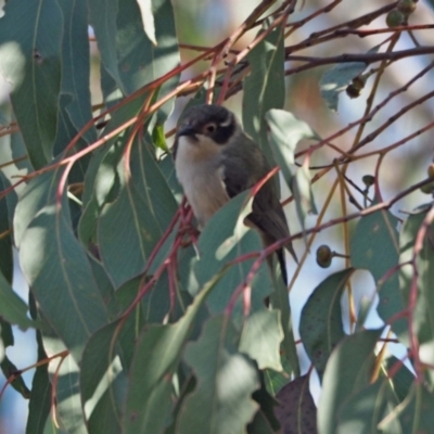 Melithreptus brevirostris (Brown-headed Honeyeater) at Stromlo, ACT - 12 Sep 2023 by wombey