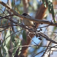 Melithreptus brevirostris at Stromlo, ACT - 12 Sep 2023