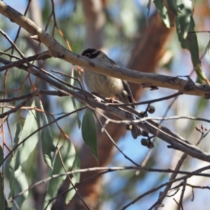 Melithreptus brevirostris at Stromlo, ACT - 12 Sep 2023