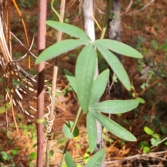 Passiflora caerulea (Blue Passionflower) at Isaacs, ACT - 12 Sep 2023 by Mike