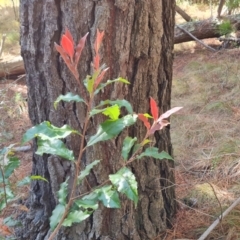 Photinia serratifolia (Chinese Photinia) at Isaacs, ACT - 12 Sep 2023 by Mike