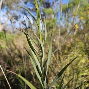 Stypandra glauca at Canberra Central, ACT - 12 Sep 2023