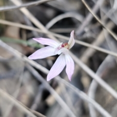 Caladenia fuscata at Canberra Central, ACT - 12 Sep 2023