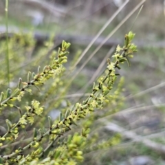 Phyllanthus occidentalis at Canberra Central, ACT - 12 Sep 2023