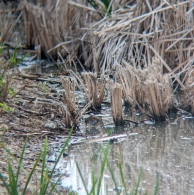 Zapornia pusilla (Baillon's Crake) at Leeton, NSW - 8 Sep 2023 by Darcy