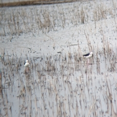 Himantopus leucocephalus (Pied Stilt) at Leeton, NSW - 8 Sep 2023 by Darcy