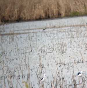 Himantopus leucocephalus at Leeton, NSW - 8 Sep 2023