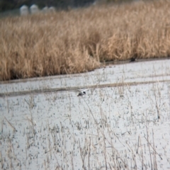 Chlidonias hybrida (Whiskered Tern) at Leeton, NSW - 8 Sep 2023 by Darcy