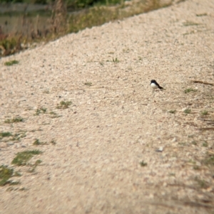 Rhipidura leucophrys at Leeton, NSW - 8 Sep 2023