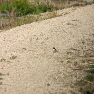 Rhipidura leucophrys at Leeton, NSW - 8 Sep 2023