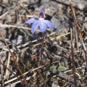 Cyanicula caerulea at Canberra Central, ACT - 12 Sep 2023