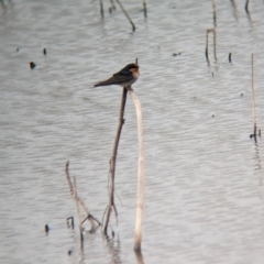 Hirundo neoxena (Welcome Swallow) at Leeton, NSW - 8 Sep 2023 by Darcy