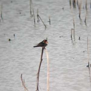 Hirundo neoxena at Leeton, NSW - 8 Sep 2023