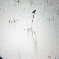 Hirundo neoxena at Leeton, NSW - 8 Sep 2023