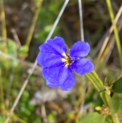 Dampiera stricta (Blue Dampiera) at Wingan River, VIC - 12 Sep 2023 by AnneG1