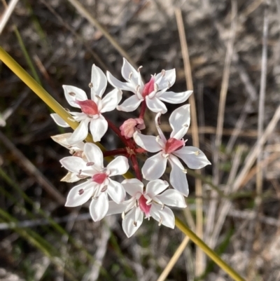 Burchardia umbellata (Milkmaids) at Mallacoota, VIC - 12 Sep 2023 by AnneG1