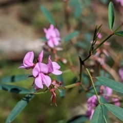 Indigofera australis subsp. australis (Australian Indigo) at Yenda, NSW - 8 Sep 2023 by Darcy