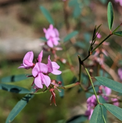 Indigofera australis subsp. australis (Australian Indigo) at Yenda, NSW - 8 Sep 2023 by Darcy