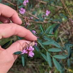 Indigofera australis subsp. australis at Yenda, NSW - 8 Sep 2023