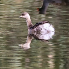 Poliocephalus poliocephalus (Hoary-headed Grebe) at Splitters Creek, NSW - 10 Sep 2023 by KylieWaldon