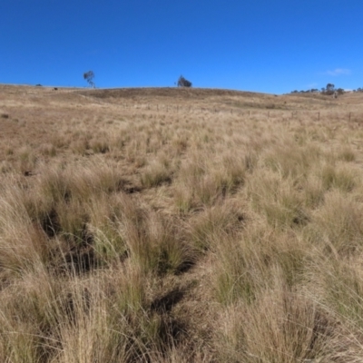 Poa sp. (A Snow Grass) at Dry Plain, NSW - 19 May 2023 by AndyRoo