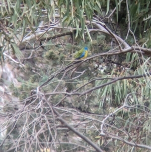 Neophema pulchella at Binya, NSW - 8 Sep 2023