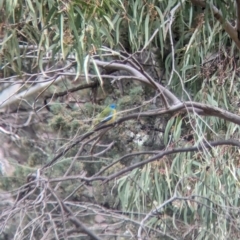 Neophema pulchella at Binya, NSW - 8 Sep 2023