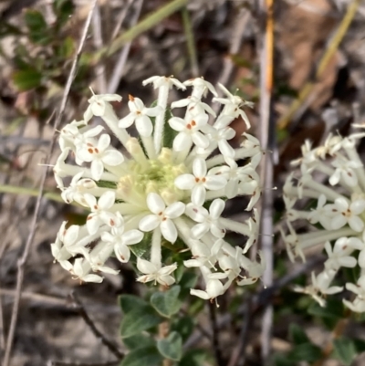 Pimelea humilis (Common Rice-flower) at Mallacoota, VIC - 12 Sep 2023 by AnneG1