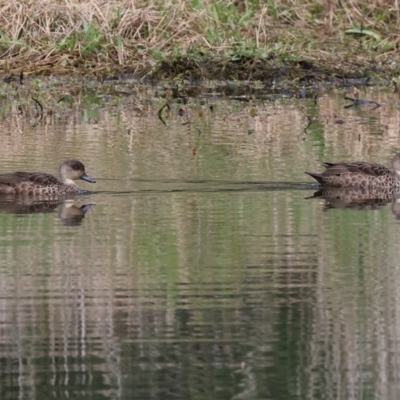 Anas gracilis (Grey Teal) at Splitters Creek, NSW - 10 Sep 2023 by KylieWaldon