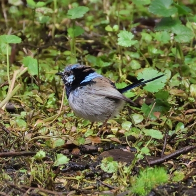 Malurus cyaneus (Superb Fairywren) at Splitters Creek, NSW - 10 Sep 2023 by KylieWaldon