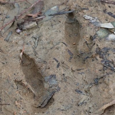 Macropus giganteus (Eastern Grey Kangaroo) at Splitters Creek, NSW - 10 Sep 2023 by KylieWaldon