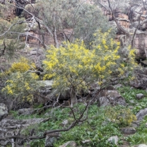 Acacia doratoxylon at Yenda, NSW - 8 Sep 2023