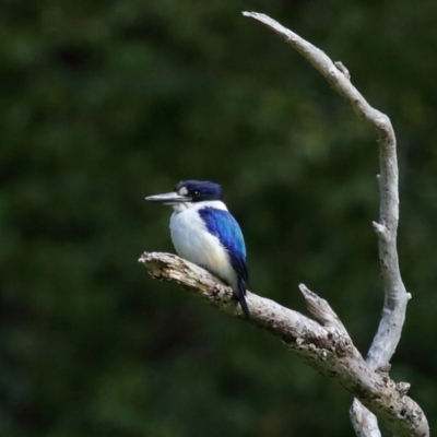 Todiramphus macleayii (Forest Kingfisher) at Ormiston, QLD - 11 Sep 2023 by TimL