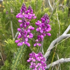 Comesperma ericinum (Heath Milkwort) at Mallacoota, VIC - 12 Sep 2023 by AnneG1