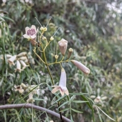 Pandorea pandorana (Wonga Wonga Vine) at Yenda, NSW - 8 Sep 2023 by Darcy