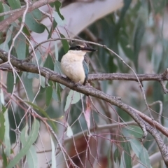 Todiramphus sanctus (Sacred Kingfisher) at Splitters Creek, NSW - 10 Sep 2023 by KylieWaldon