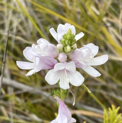 Euphrasia collina subsp. paludosa at Mallacoota, VIC - 12 Sep 2023 by AnneG1