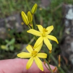 Bulbine bulbosa at Yenda, NSW - 8 Sep 2023