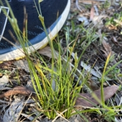 Carex inversa (Knob Sedge) at Higgins, ACT - 12 Sep 2023 by Untidy