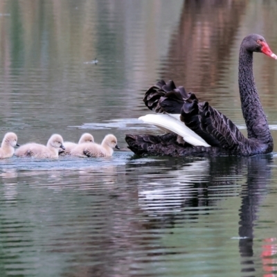 Cygnus atratus (Black Swan) at Splitters Creek, NSW - 10 Sep 2023 by KylieWaldon