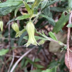 Unidentified Climber or Mistletoe at Mallacoota, VIC - 12 Sep 2023 by AnneG1