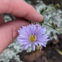 Calotis cuneifolia (Purple Burr-daisy) at Yenda, NSW - 8 Sep 2023 by Darcy