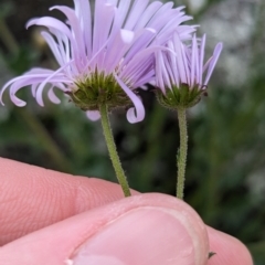 Calotis cuneifolia at Yenda, NSW - 8 Sep 2023